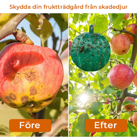 Hängande miljöfruktflugfällor Klibbiga fällor