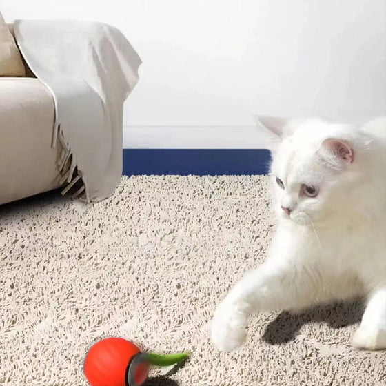 Gravitations-Popboll för Husdjur