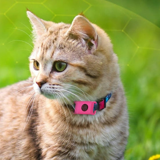 Lopp- och fästinghalsband – Skydd i 12 månader