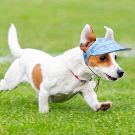 Outdoor Sun Protection Hood for Dogs