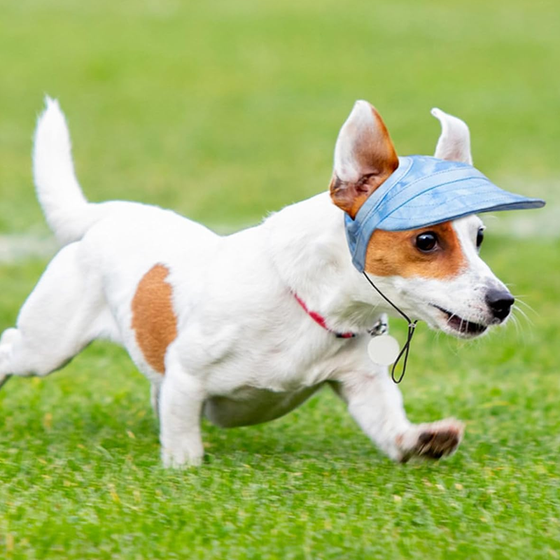 Outdoor Sun Protection Hood for Dogs