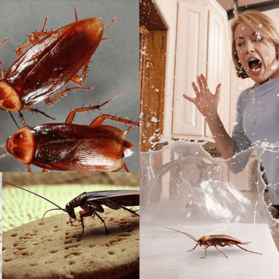 Effektivt Kackerlacksmedel För Hem