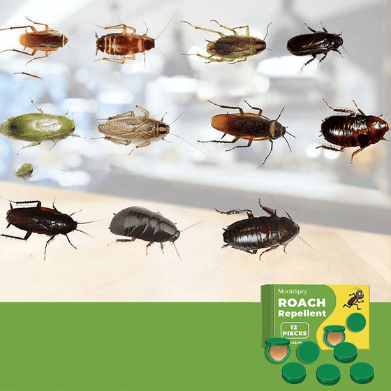 Effektivt Kackerlacksmedel För Hem