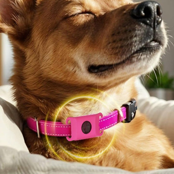 Lopp- och fästinghalsband – Skydd i 12 månader