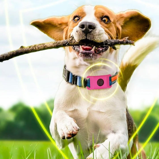 Lopp- och fästinghalsband – Skydd i 12 månader