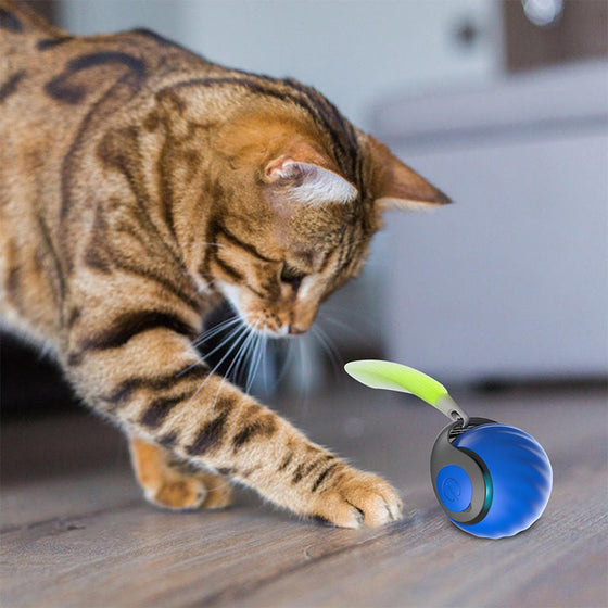 Gravitations-Popboll för Husdjur