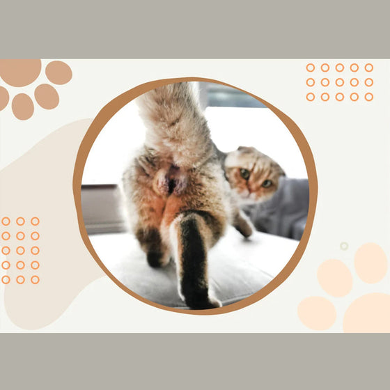 Rolig kattbollskalender 2024