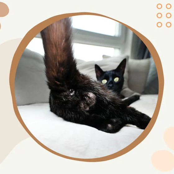 Rolig kattbollskalender 2024