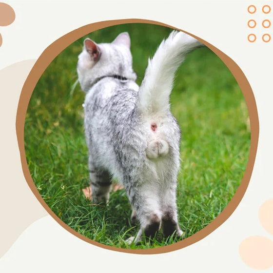 Rolig kattbollskalender 2024