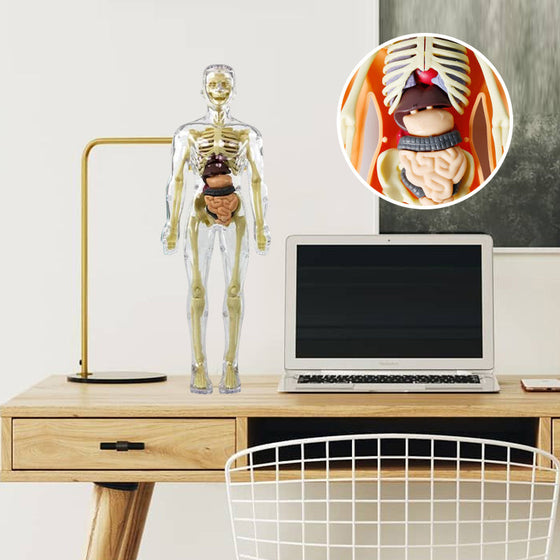 3D anatomisk skelett modell leksak