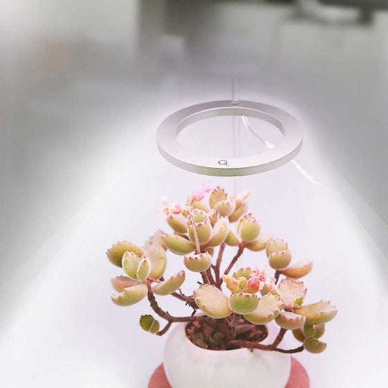 Odlingslampor för inomhusväxter